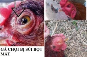 Gà chọi bị sủi bọt mắt nguyên nhân gì?