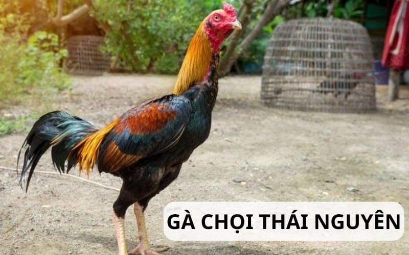 Gà chọi Thái Nguyên