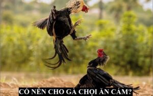 Gà đang đi đá có nên cho gà chọi ăn cám không?