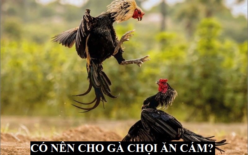 Gà đang đi đá có nên cho gà chọi ăn cám không?