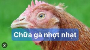Gà thiếu dinh dưỡng nên nhợt nhạt