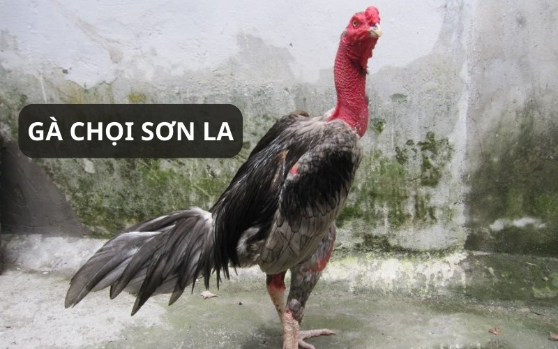Giới thiệu về giống gà chọi Sơn La