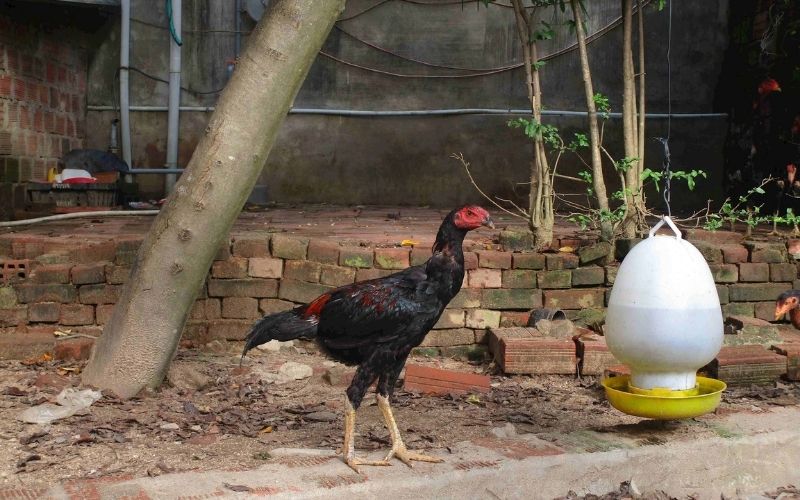 Hạn chế cho gà chọi trưởng thành ăn cám