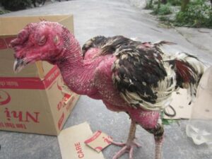 Hướng dẫn phòng bệnh mốc ở gà chọi đúng nhất