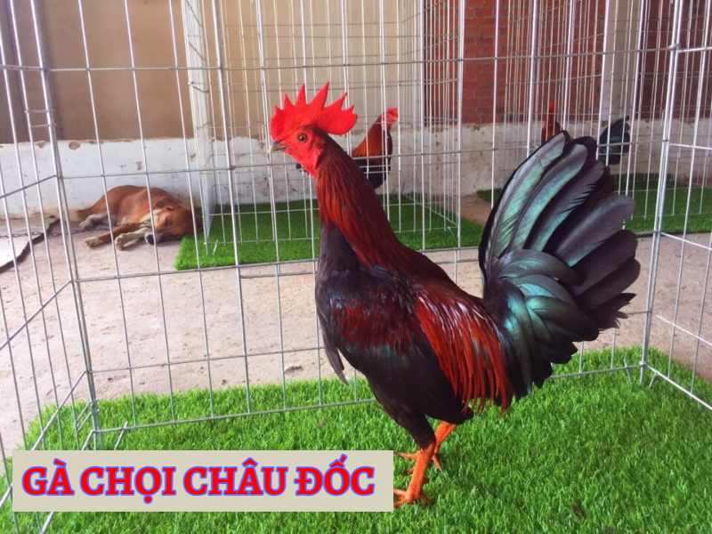 Khám phá đặc điểm, cách chọn và chăm sóc giống gà Châu Đốc