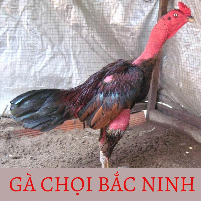 Khám phá những điểm cơ bản về giống gà Bắc Ninh