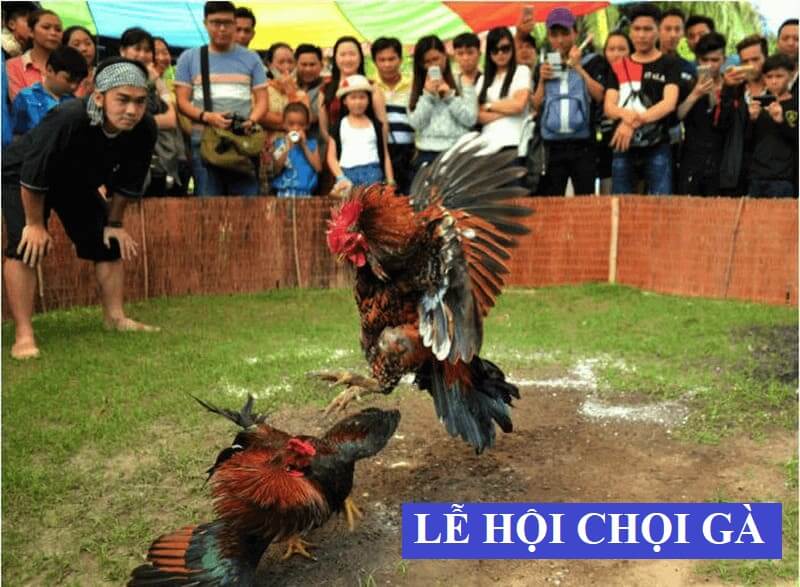 Lễ hội đá gà đã gắn bó với nhiều thế hệ người Việt