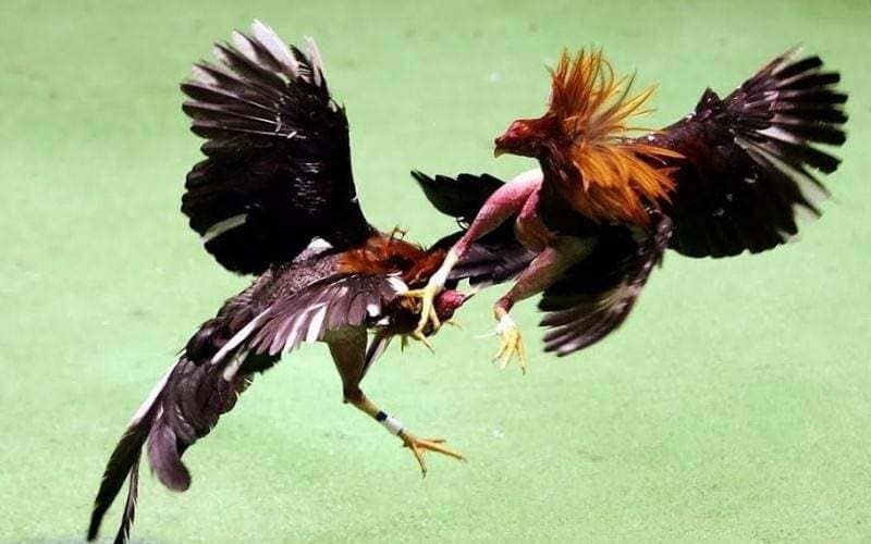 Mở mỏ quá sớm chính là sai lầm trong đào tạo gà chọi