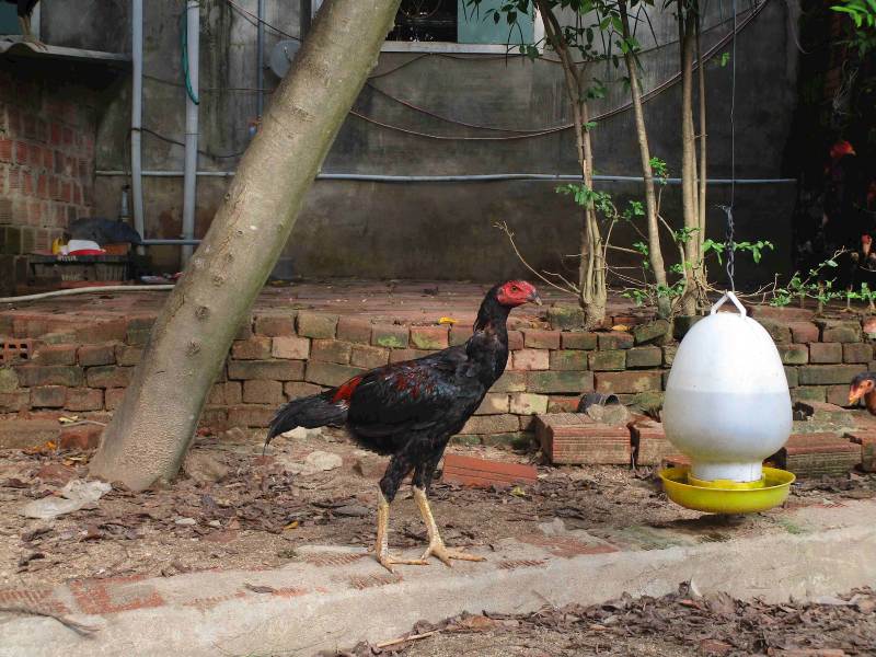 Một số địa chỉ để mua chiến kê Phú Yên hợp lý