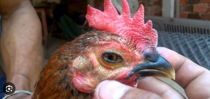 Một số đường lây nhiễm bệnh hen