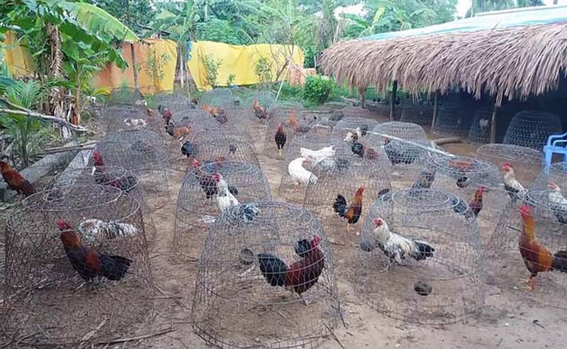 Một số lý do gà bị lậu đế