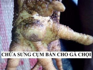 Một số nguyên nhân gây sưng chân ở gà