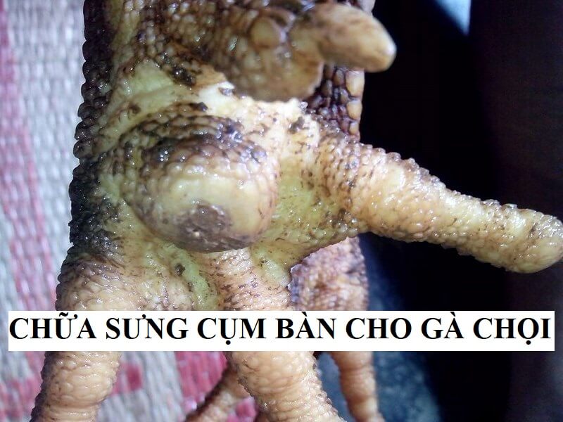Một số nguyên nhân gây sưng chân ở gà
