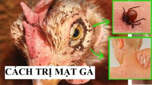 Mức độ nguy hiểm cả mạt gà