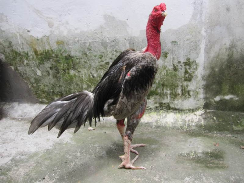 Ngoại hình những chú chiến kê này rất thu hút ánh nhìn