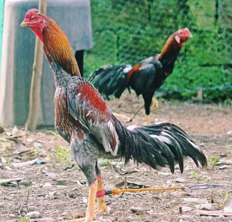 Ngoại hình và tính cách của chúng là những điều bạn cần phải biết