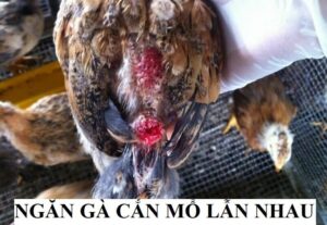 Cả đàn tập trung cắn mổ 1 con gà