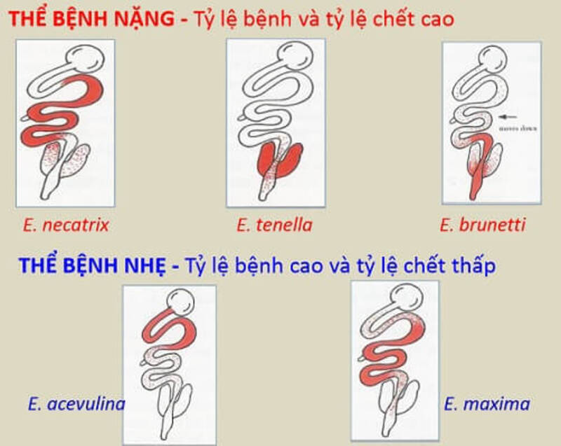 Nguyên nhân gây bệnh cầu trùng ở gà chọi