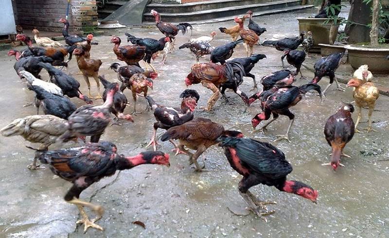 Nguyên nhân gây bệnh do môi trường sống