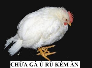 Nguyên nhân gây ủ rũ kém ăn ở gà là gì?