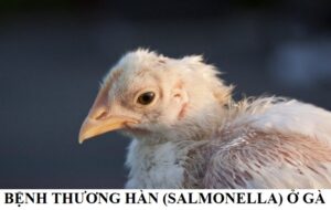 Nguyên nhân khiến gà bị bệnh thương hàn