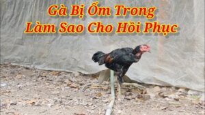 Nguyên nhân khiến gà chọi bị ốm trong
