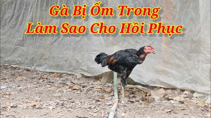 Nguyên nhân khiến gà chọi bị ốm trong