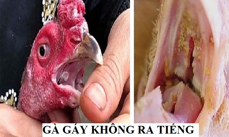 Nguyên nhân khiến gà gáy không ra tiếng