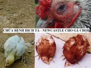 Nhận biết bệnh dịch tả - Newcastle chuẩn xác