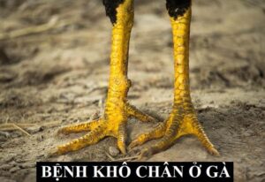 Nhận biết bệnh khô chân ở gà?