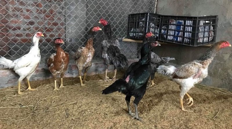 Nhận biết bệnh Gumboro ở gà sớm điều trị hiệu quả hơn