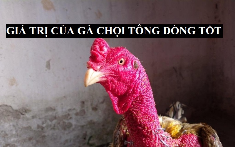 Đặc điểm nhất thủ của chiến kê tông dòng tốt