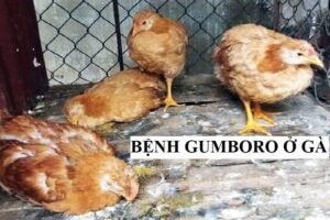 Những nguyên nhân khiến gà bị Gumboro