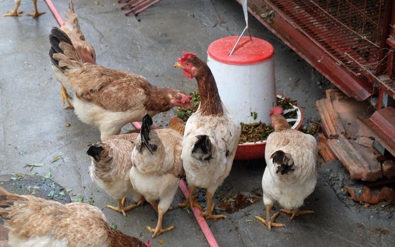 Pha cám cho gà chọi chiến