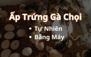 Phương pháp ấp trứng gà chọi phổ biến