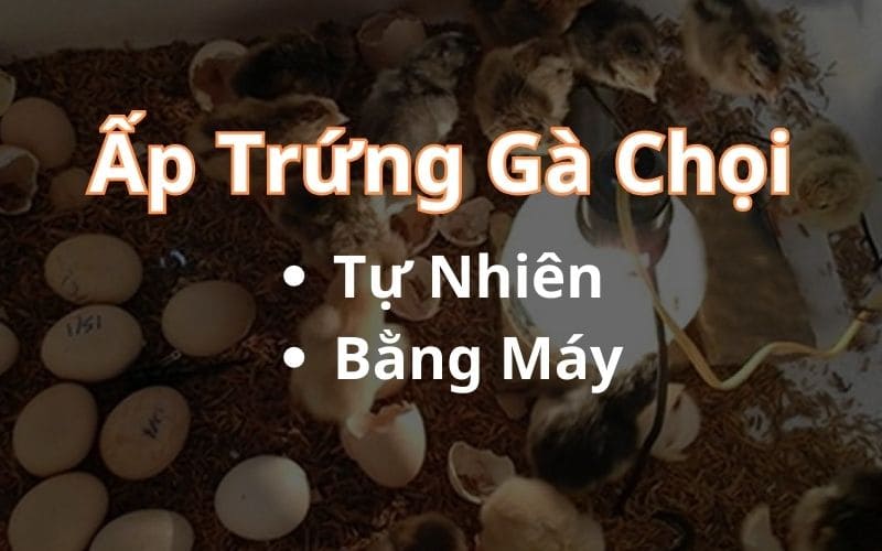 Phương pháp ấp trứng gà chọi phổ biến