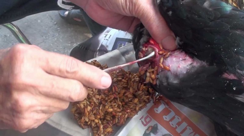 Phương pháp mổ kén gà chọi