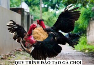 Quy trình đào tạo gà chọi đối kháng