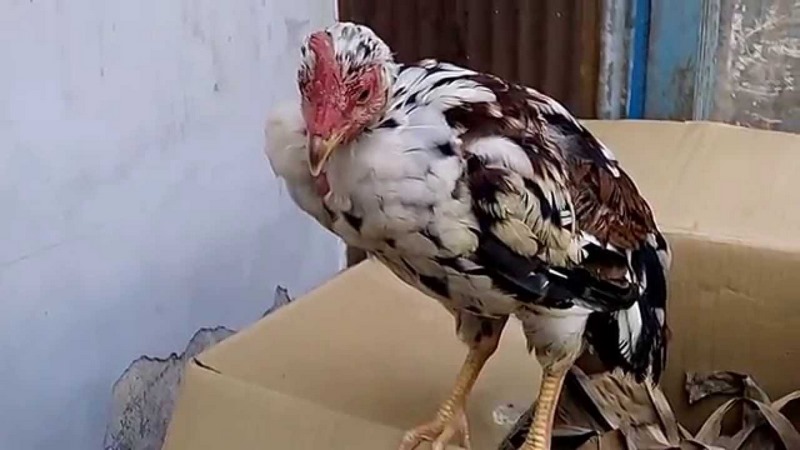 Quy trình hồi phục chữa bệnh dịch tả
