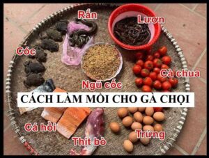 Sử dụng thịt rắn cho gà chọi giúp giảm đau xương khớp