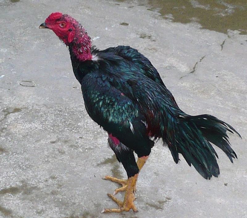 Tạo cho gà một chế độ ăn uống đầy đủ