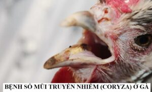 Thông tin bệnh sổ mũi truyền nhiễm (Coryza) ở gà