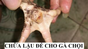 Thông tin về lậu đế ở gà