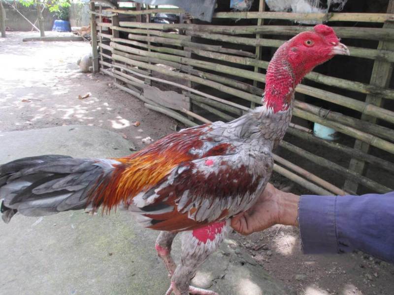 Thức ăn chính là một trong những điểm cần chú ý khi nuôi gà