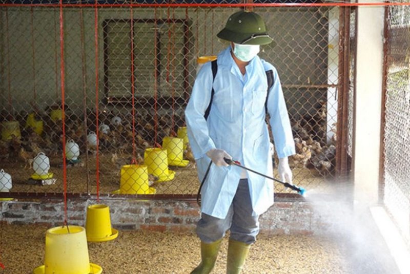 Thường xuyên vệ sinh môi trường sống cho gà