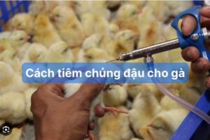 Tiêm chủng đậu cho gà rất quan trọng