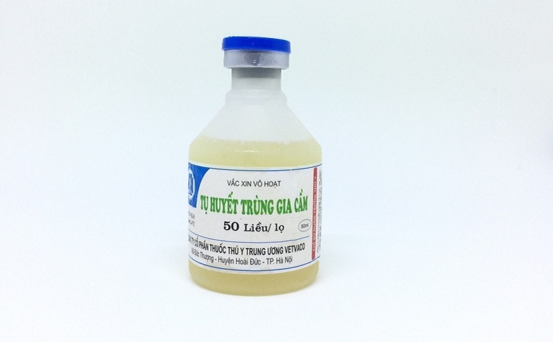 Tiêm phòng bệnh tụ huyết trùng ở gà chọi theo khuyến cáo