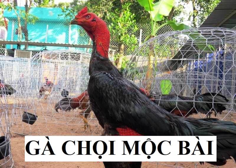 Tìm hiểu đôi nét đặc điểm của chiến kê Mộc Bài