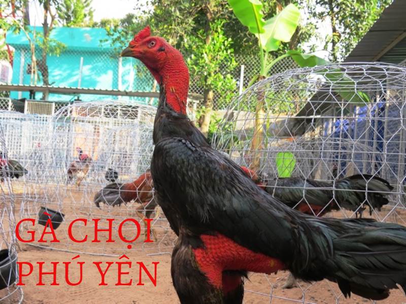 Tìm hiểu những nét cơ bản nhất về chiến kê Phú Yên
