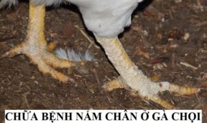 Tìm hiểu về bệnh nấm chân ở gà